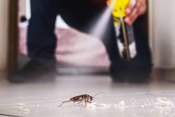 Wasp Removal Services in Lakehills, TX