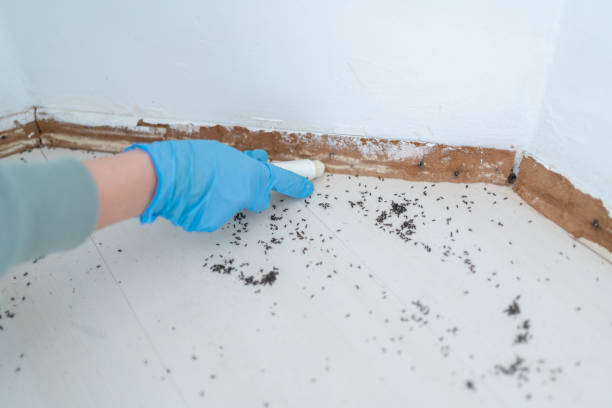 Best Ant Control Services  in Lakehills, TX